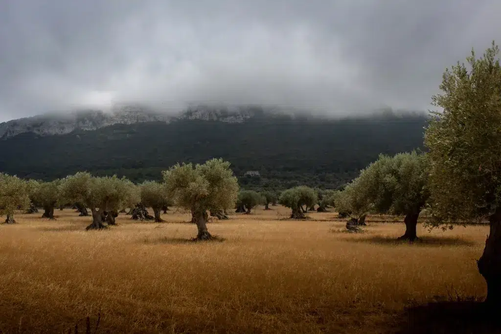 Descubre las mejores casas rurales de alquiler vacacional en Mallorca. Disfruta de la tranquilidad y los bellos paisajes de esta isla. Alquiler de casas rurales en Mallorca.