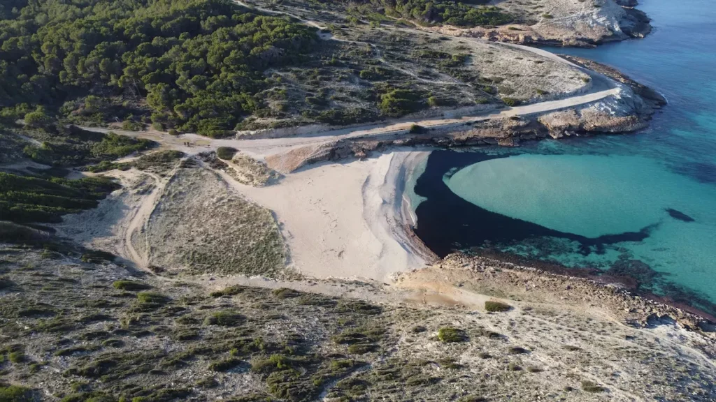Aerial view of Cala Mesquida in Artà, one of the best beaches in Mallorca, featuring turquoise water, white sand, and pine-covered dunes.