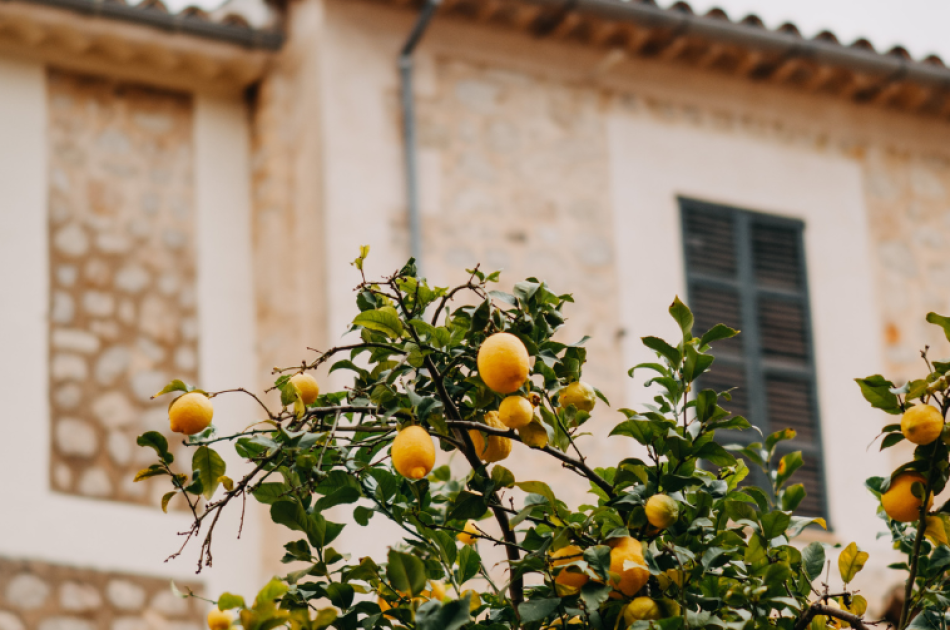 Soller